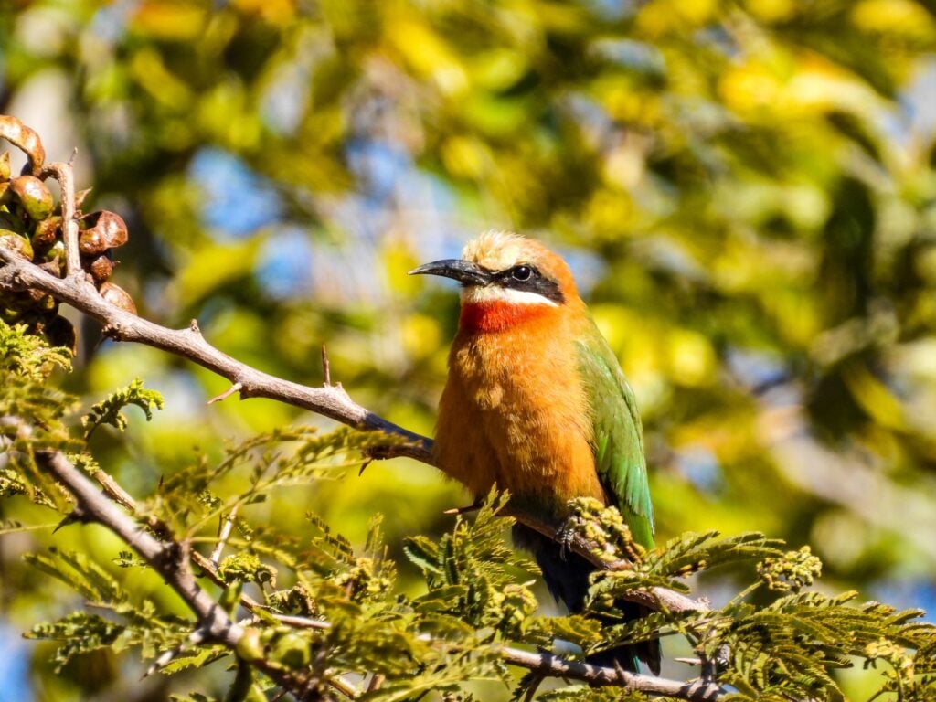 The Best Birding Apps for Bird Lovers