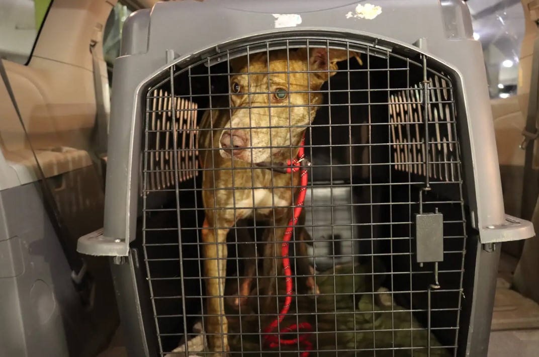 Hawaii Shelter Team Notices Something Unusual About Quiet Stray And Uncovers Life-Altering Truth