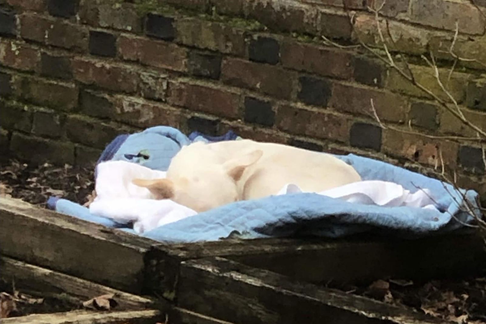 Pennsylvania Woman Finds Soaked Pup Hiding In Flower Bed And Begins A Careful Search For Answers