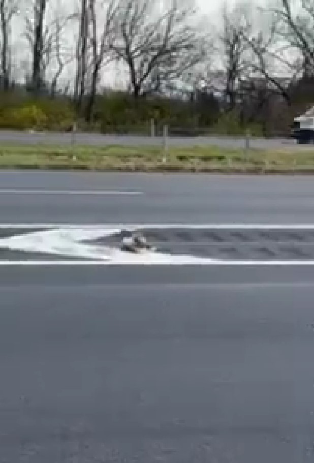 Pennsylvania Motorist Brakes On Fast Moving Road To Reach Injured Hawk In The Center Lane