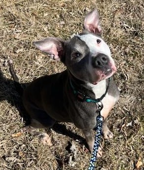Iowa Pit Bull Overcomes Painful Past And Endless Waiting While Searching For A Forever Home