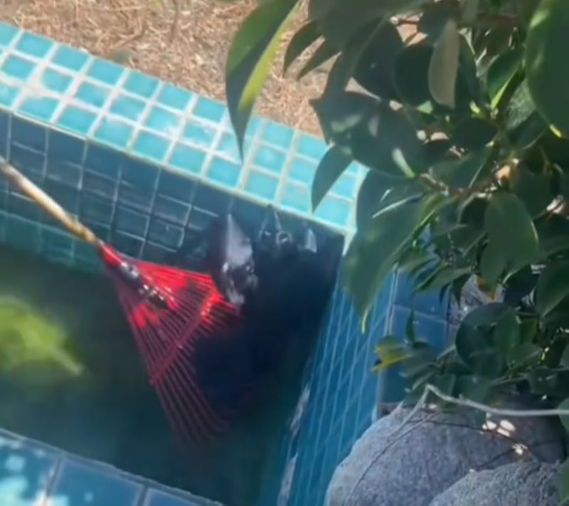 California Residents Lift Injured Crow From Water As Other Birds Watch Closely