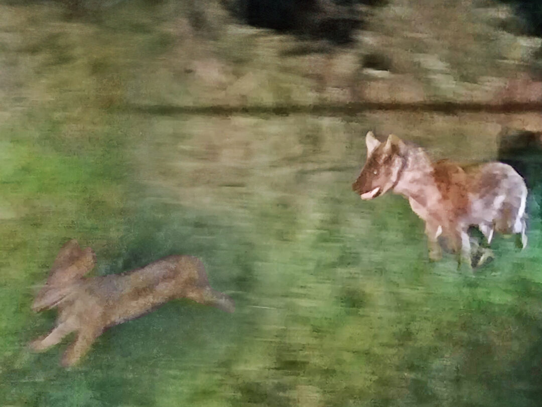 Hyena Chases Down a Jackal at Night