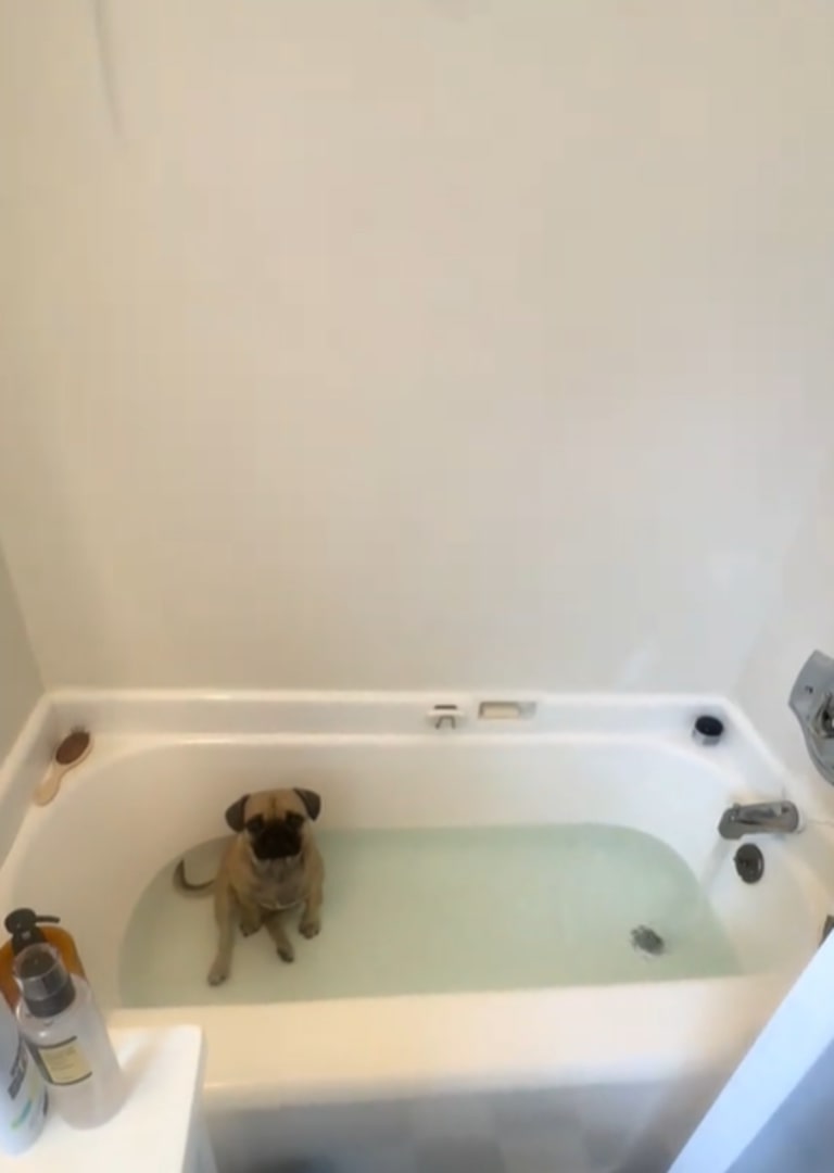 California Pug Quietly Steals Bath Time And Refuses To Acknowledge The Owner Standing Right Behind Her
