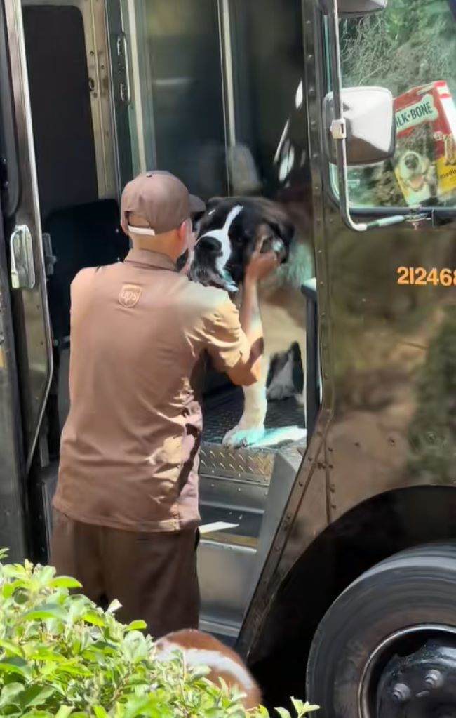 California Delivery Driver Returns To His Truck And A St Bernard Is Already In The Seat