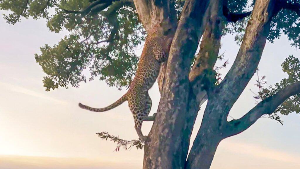 Leopard Mom Climbs High to Carry Its Cub to Safety in a Tree