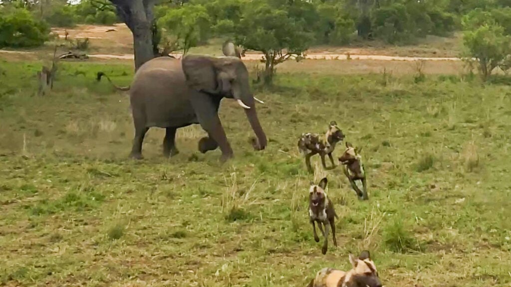 Elephant Charges at Wild Dogs and Sends Them Running