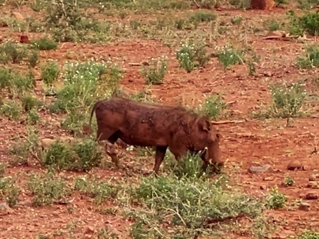 Mother Warthog Defends Her Babies From Jackal