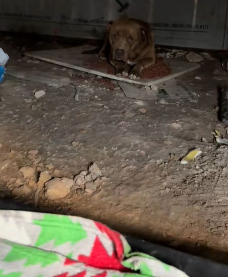 Texas Woman Adds Two Strays To A Home With Four Dogs After One Rescue Turns Into Two