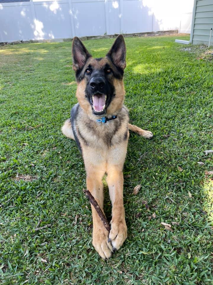 Florida Pup Once Afraid Of Strangers Shows His Gentle Nature In A Friendship That Defies Expectations