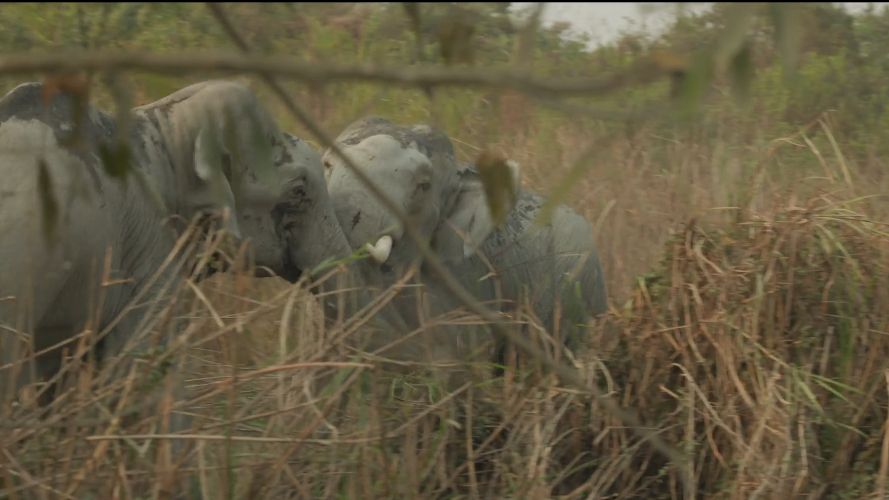 Two Massive Elephants Lock Tusks In Brutal Battle