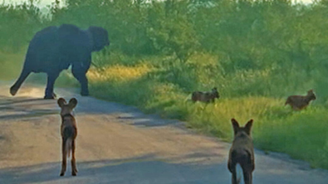 Elephants Charge Wild Dogs And Frighten Tourists
