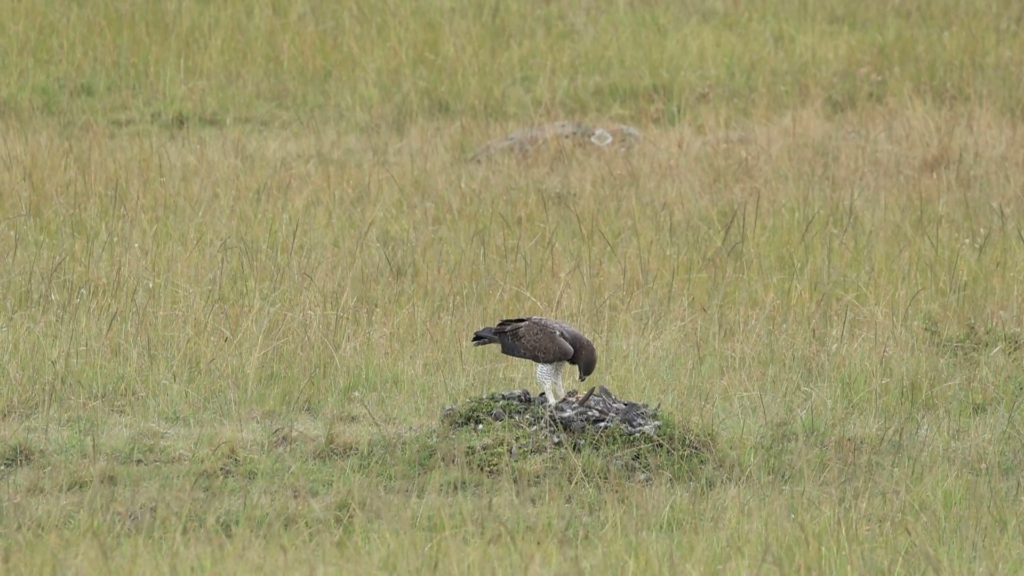 Eagle Can’t Fly Away With the Hunt