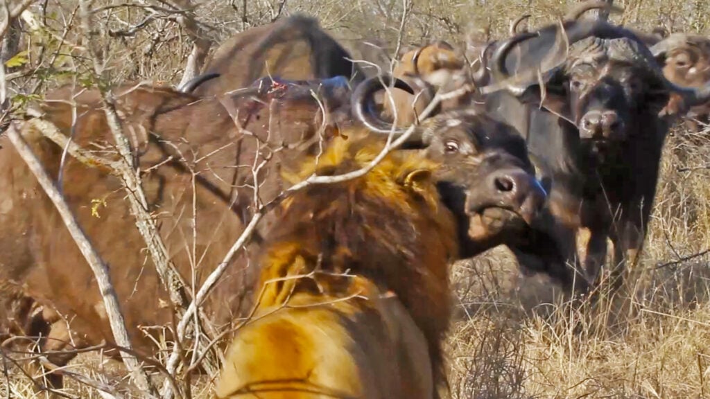 Buffalo Saves Cow from Lion’s Deadly Grip 