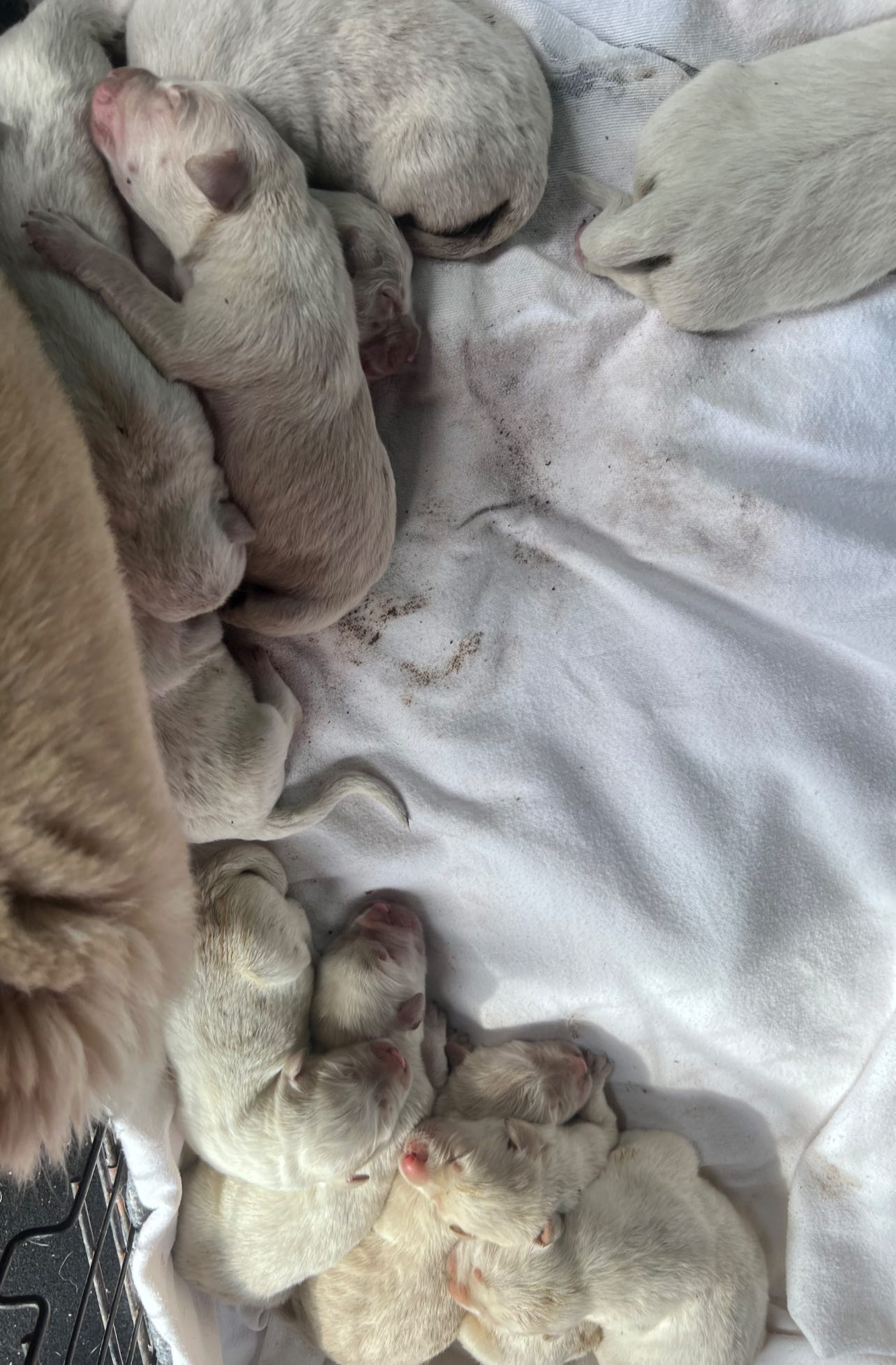 Tennessee Mama Dog Faces Harsh Odds While Protecting Her Newborn Puppies In The Wild