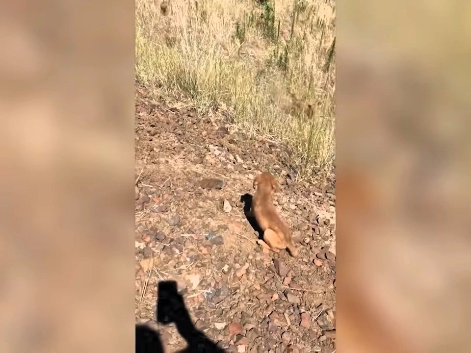 Washington Man Shocked When A Puppy Acts As A Decoy And Reveals A Hidden Group In The Wild