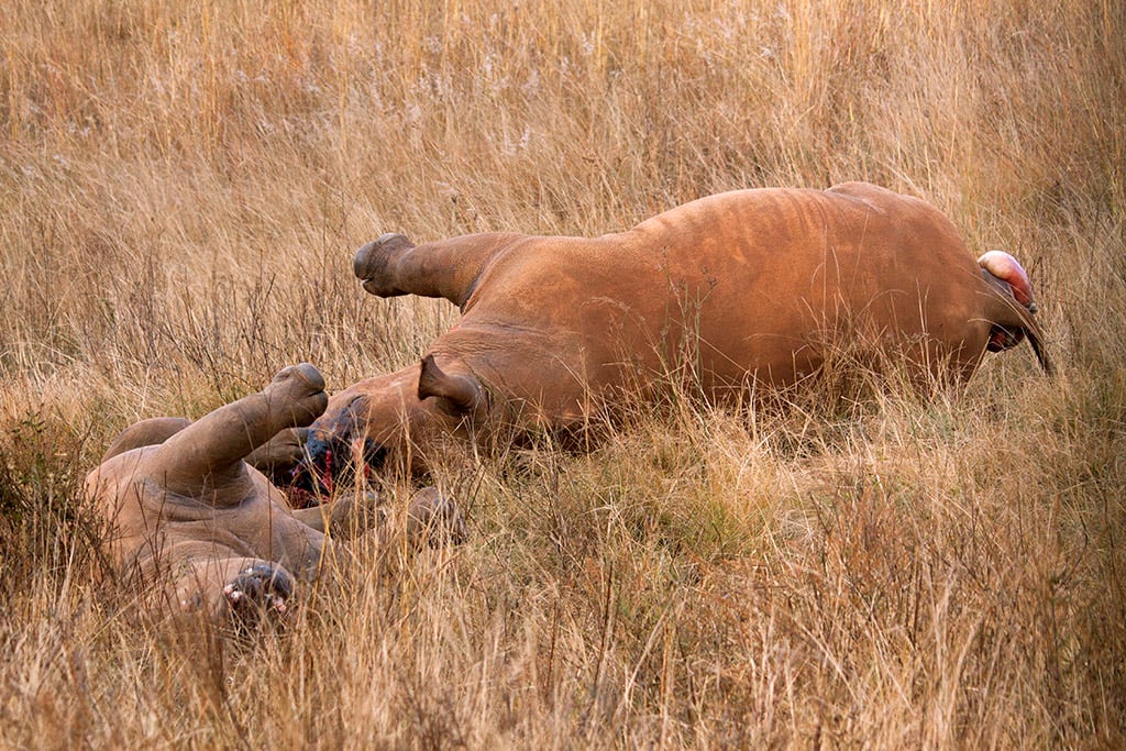 Rhino Poaching Drops 16% Amid Crackdown Efforts