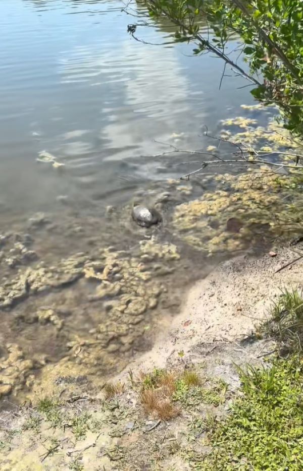 Florida Couple Hears Soft Crying After Releasing A Turtle And Discovers Four Lives Hanging In The Balance