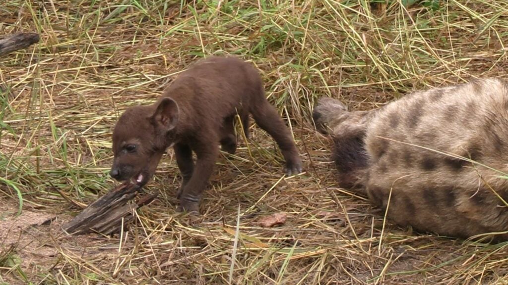 Tiny Hyena Cubs Find Chew Toy Treasure 