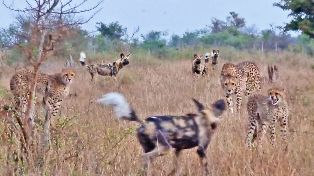 Cheetah Defends Cubs From Wild Dog Ambush