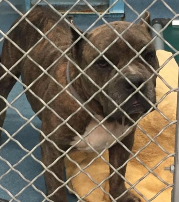 California Dog Bearing Old Scars Shows Her Family A Gentle Side They Had Never Seen