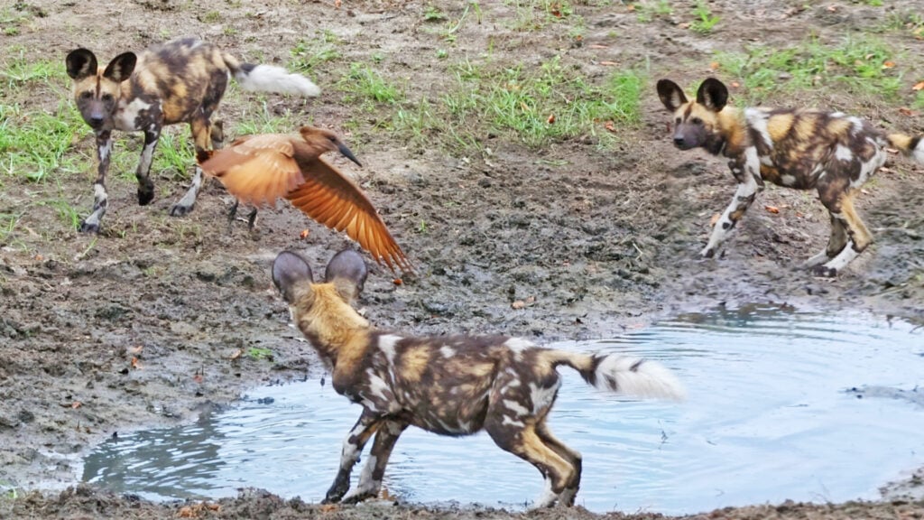 Wild Dogs Dizzy From Annoying Bird’s Tricks