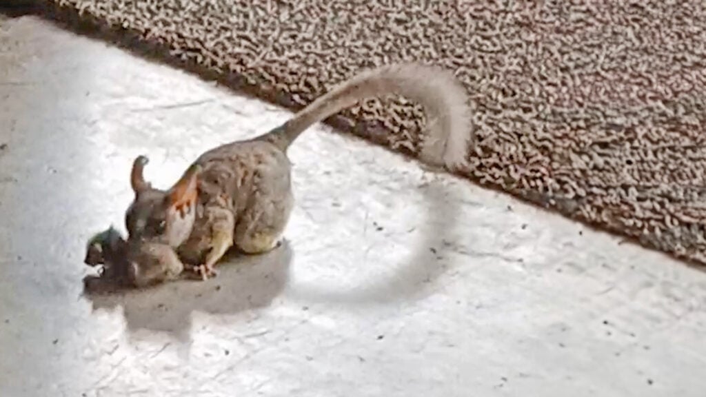 Bush Baby Mom Rescues Her Stuck Infant