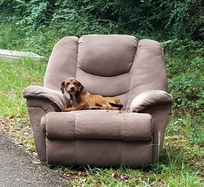 Mississippi Pup Weak From Hunger Refuses To Leave Recliner As If Loyalty Alone Could Bring His Family Back