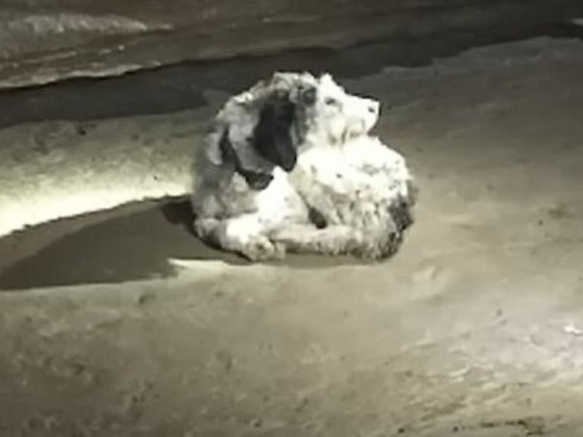 Missouri Pup Disappears For Weeks And Reappears Where No One Thought To Look