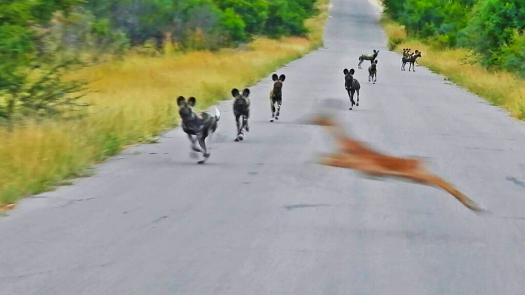 Wild Dogs Shock Impalas on Dusty Road