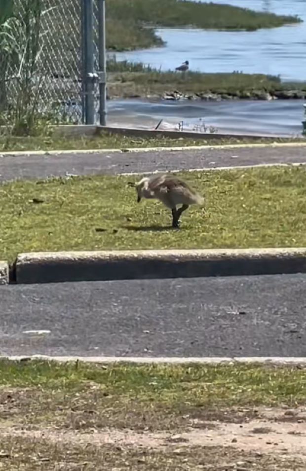 New York Wildlife Rescuer Rushed To Park After A Concerned Stranger Discovers A Tiny Creature In Distress