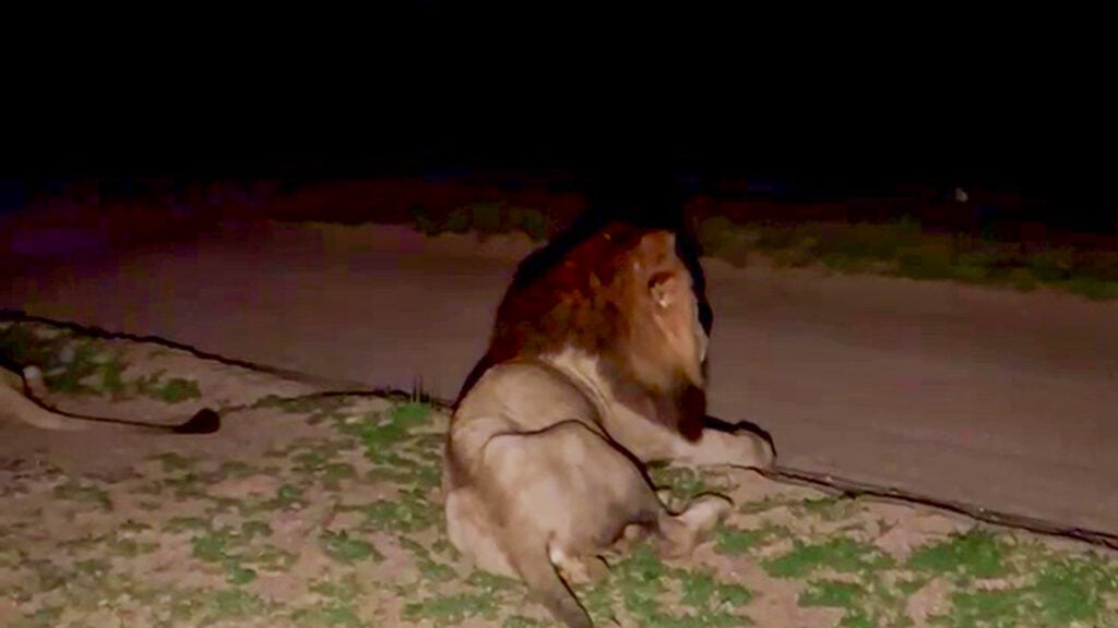 Two Male Lions Startled by Lightning