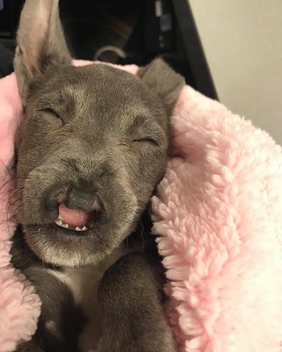 Tiny Dog In Virginia Overcomes Hospital Stays And Becomes The Diva Of Her Rescue