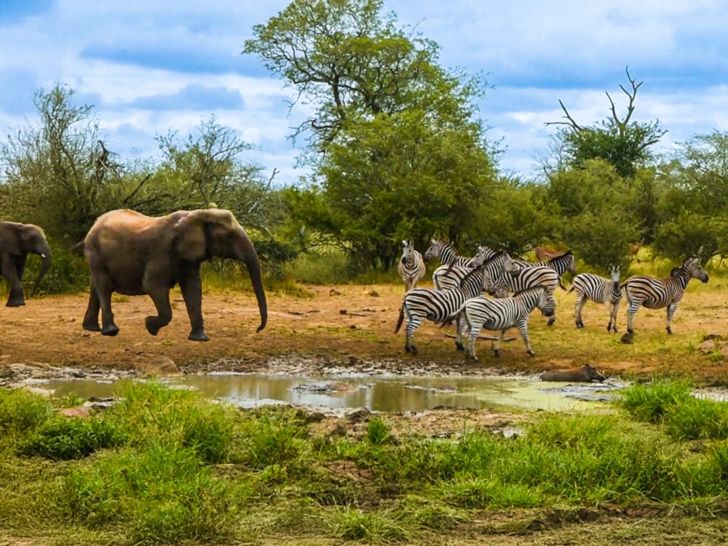 Elephants Scare Off Grazing Zebra Herd 