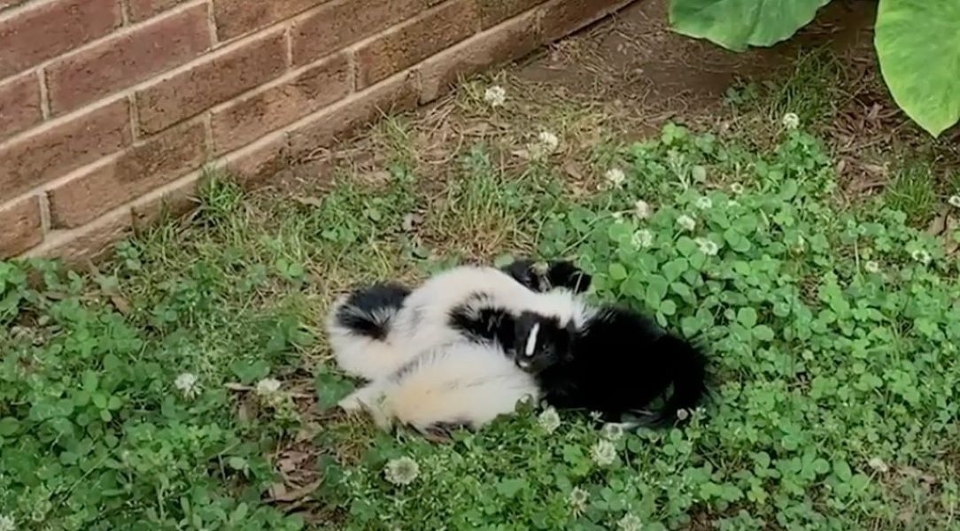 North Carolina Rescuers Find Eight Little Lives Trembling And Waiting For The Mother Who Never Returns