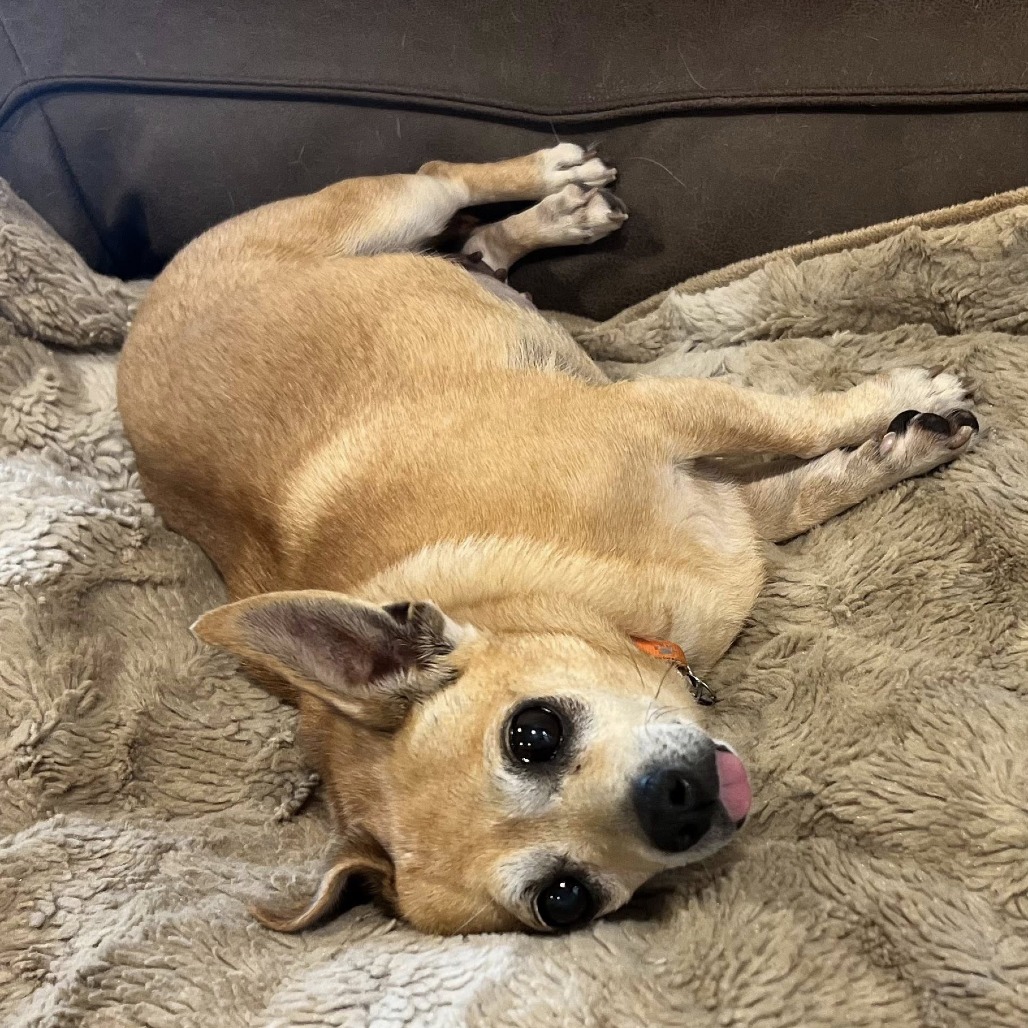 Abandoned Senior Chihuahua In California Heals With Love And Finds A New Home
