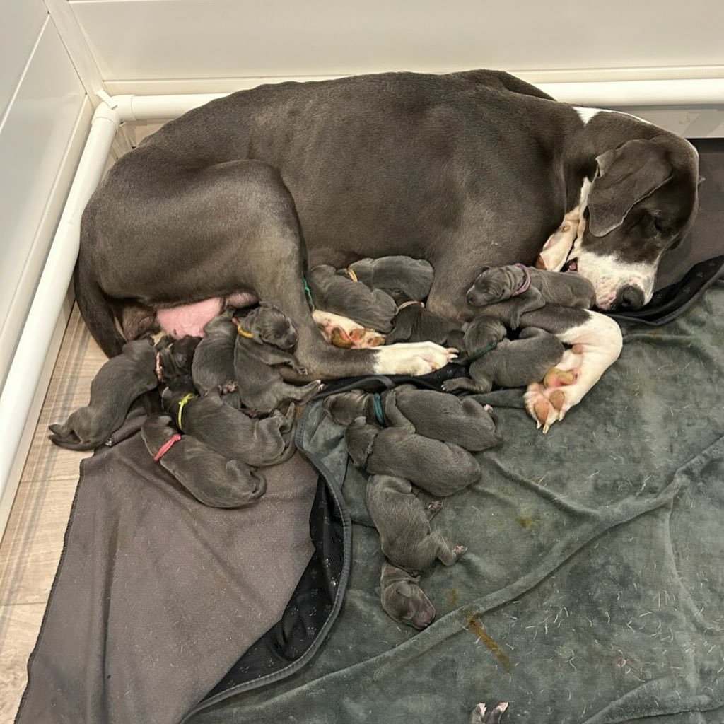 Great Dane In North Carolina Shocks Everyone With Record-Breaking Litter