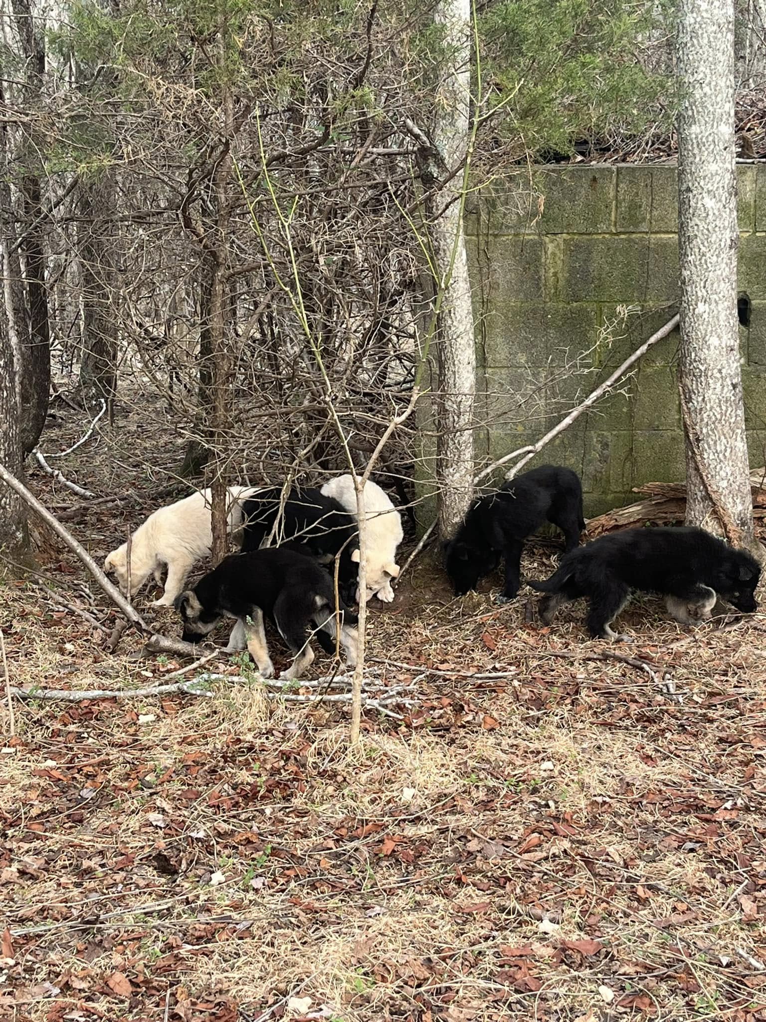 Virginia Sheriff Speaks Out After 11 Puppies Found Found Malnourished And Sick In The Wilderness