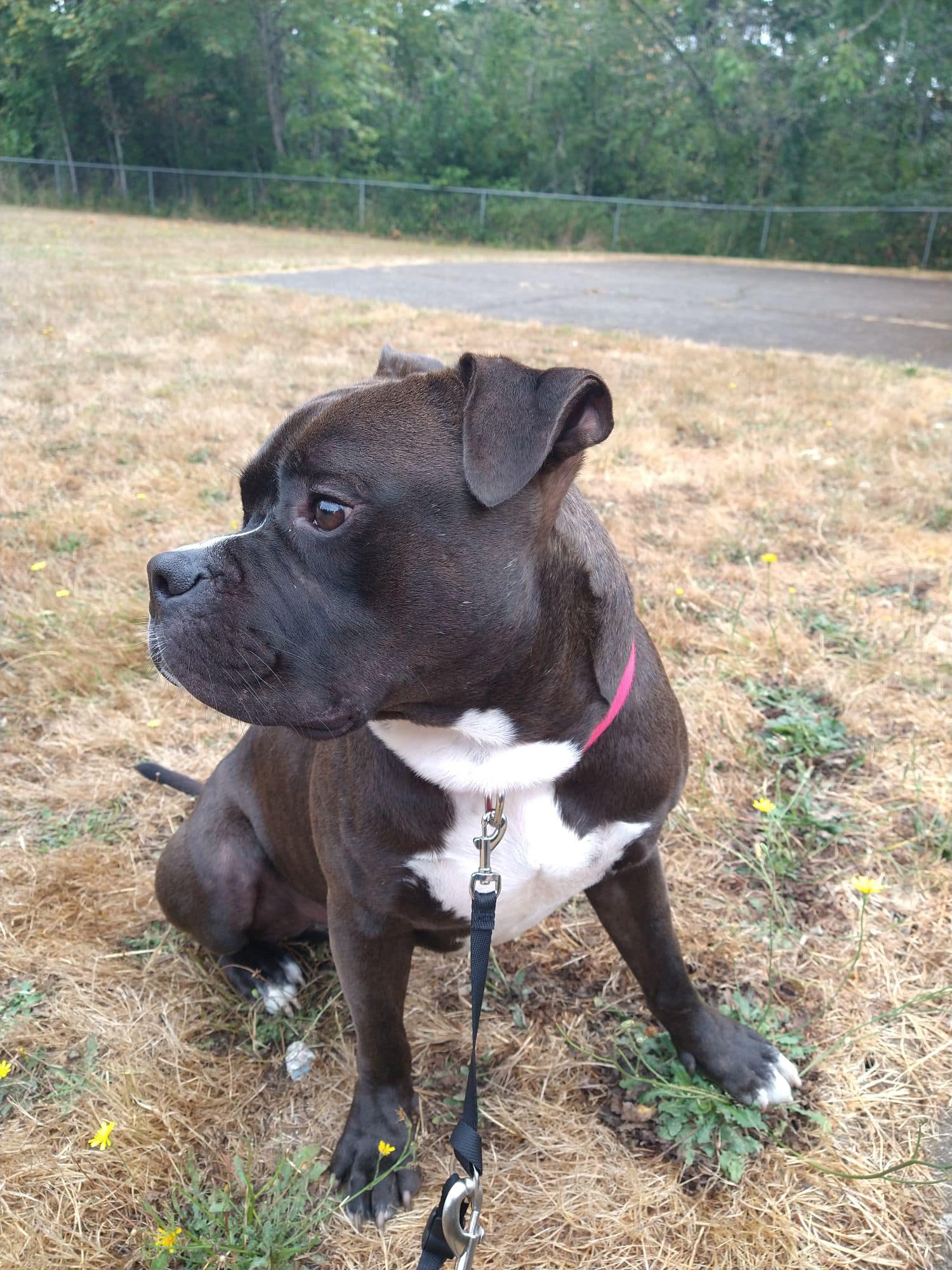 California Dog With Gentle Eyes And Energetic Spirit Confronts A Bias That Keeps Him Alone