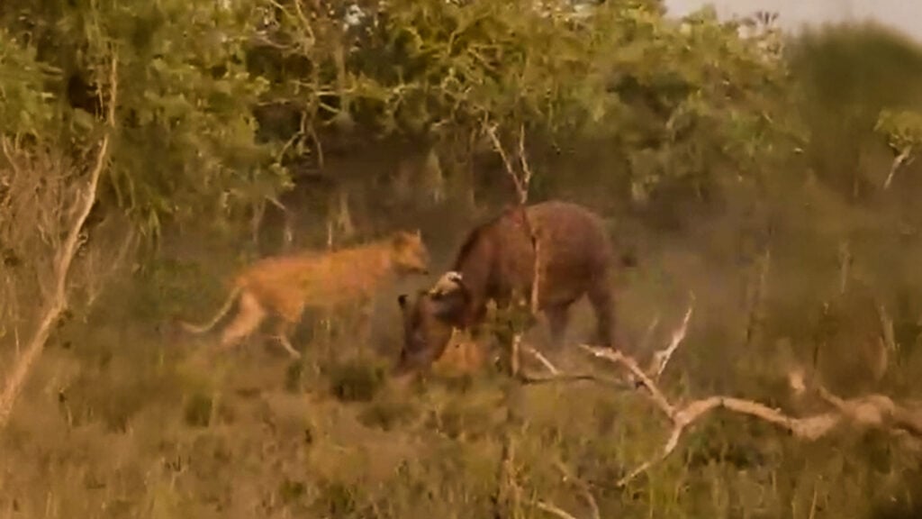 Buffalo Herd Saves One Of Their Own From Lions