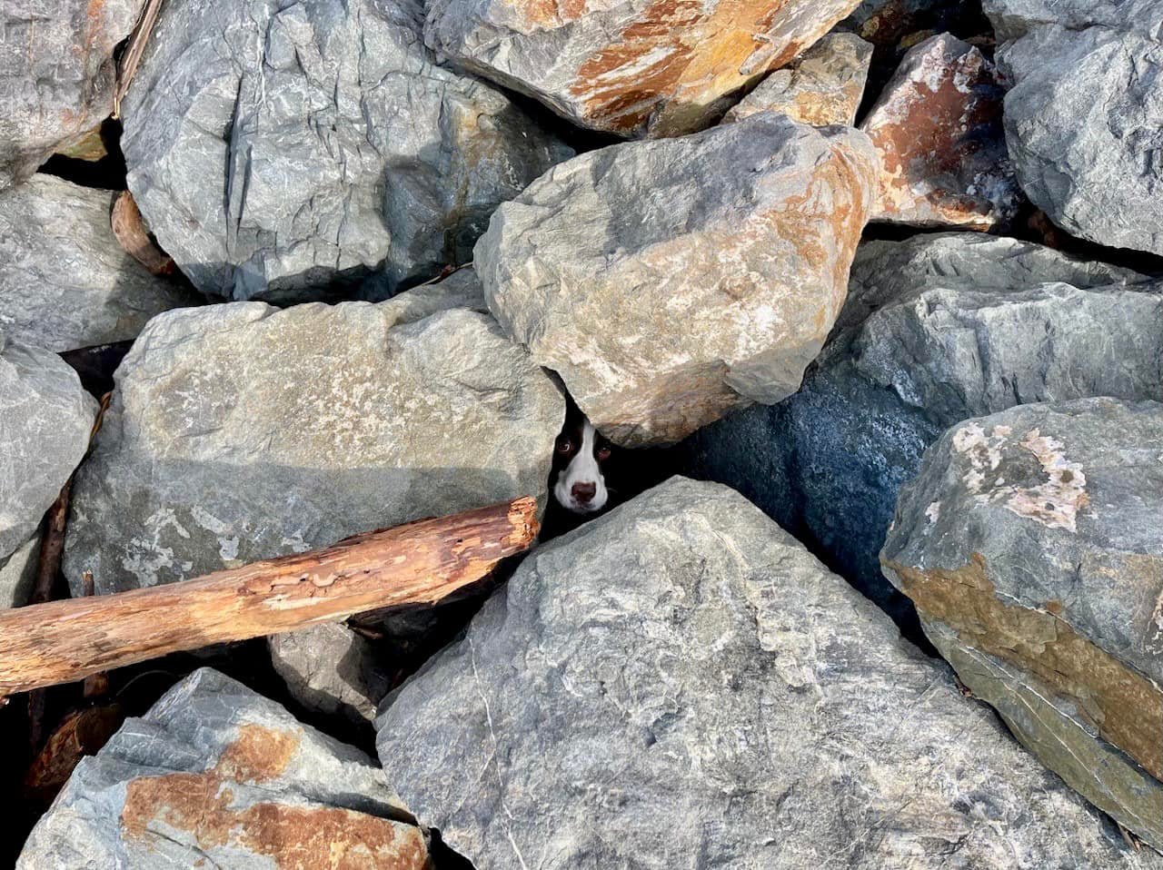 Jogger In California Spots Eyes Beneath The Rocks And Realizes Time Is Running Out Quickly