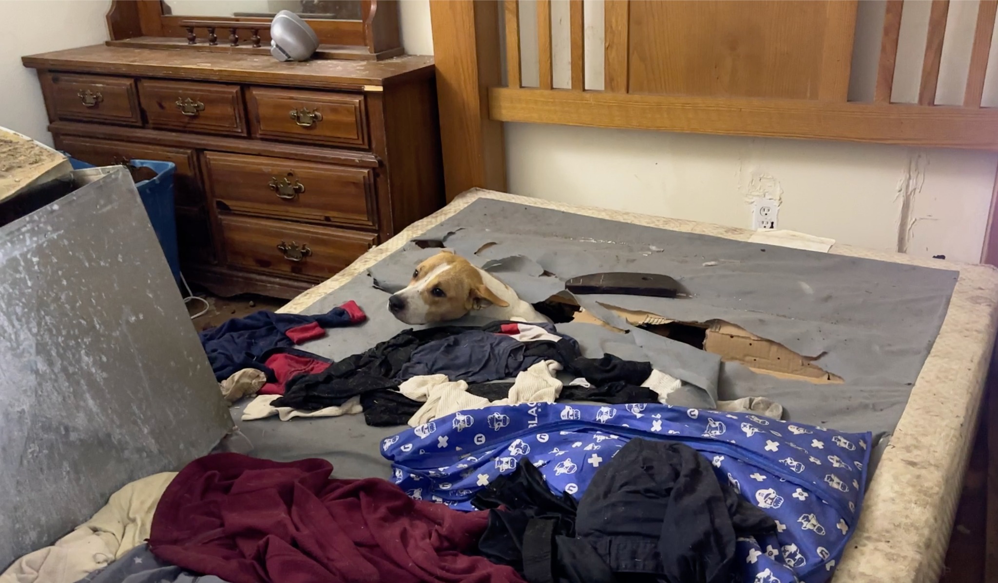 Missouri Pittie Mom Emerges From Darkness And Signals An Urgent Truth