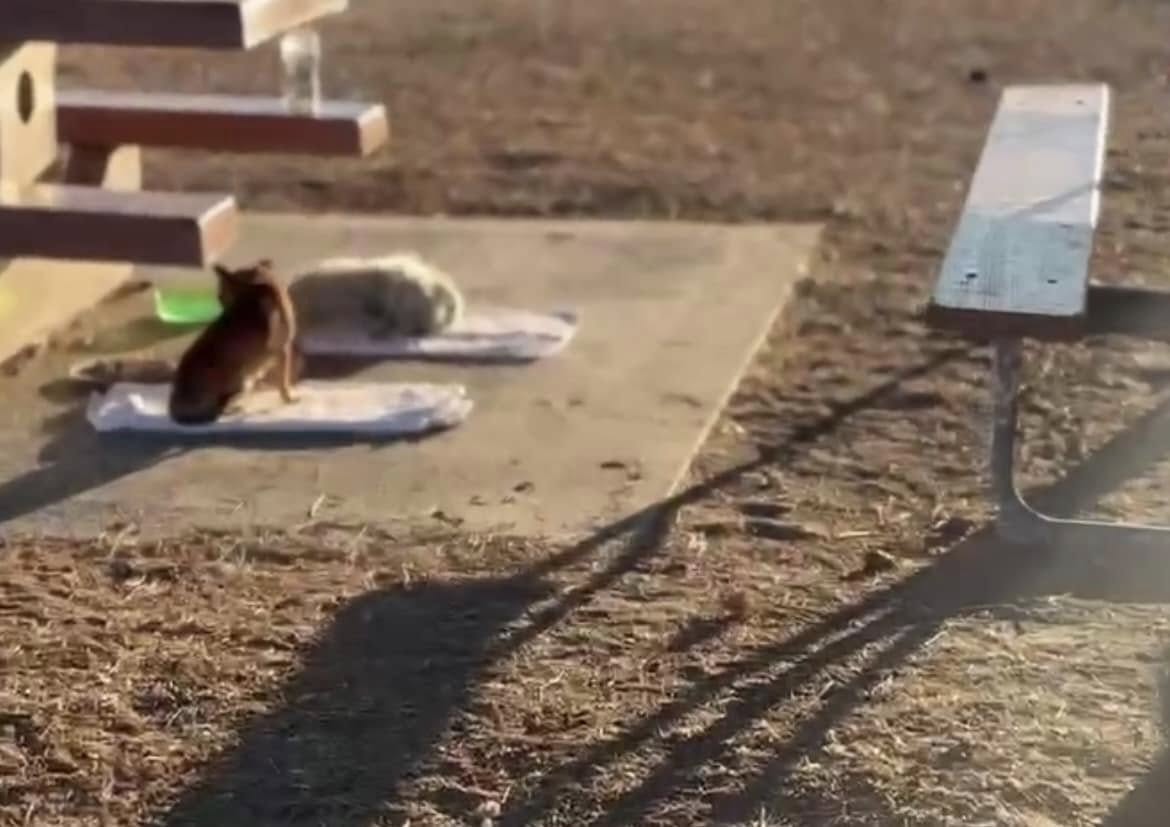 California Park Visitor Sees Two Small Figures Beneath A Bench And Realizes They Have Been Left Behind