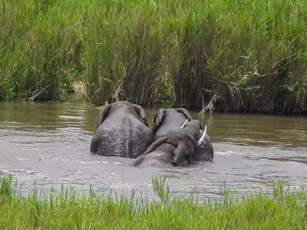 Elephants Go For Refreshing River Swim 