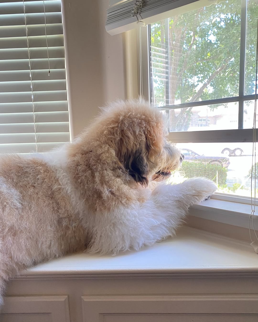 California Dog Towers Over Her Dad And Leaves Millions Wondering If She’s Real