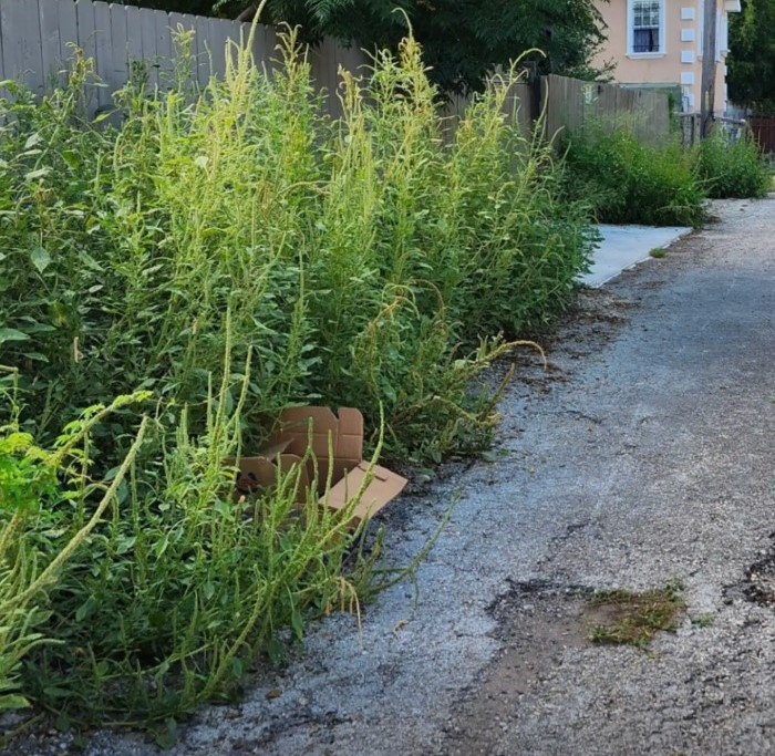Officer Searches Roadside Bushes In Texas And Finds Something That Stops Her In Her Tracks