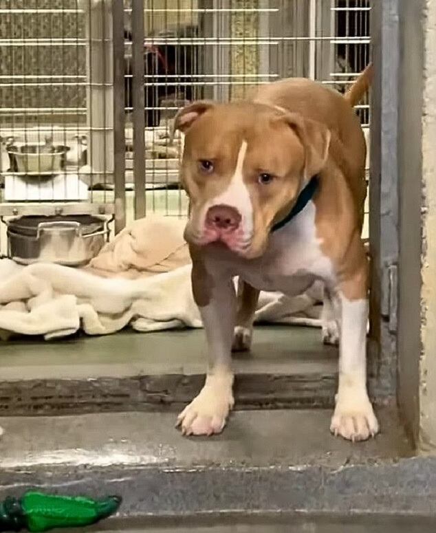 New York Volunteers Watch A Heartbroken Pup Slowly Learn To Wag His Tail And Seek Affection