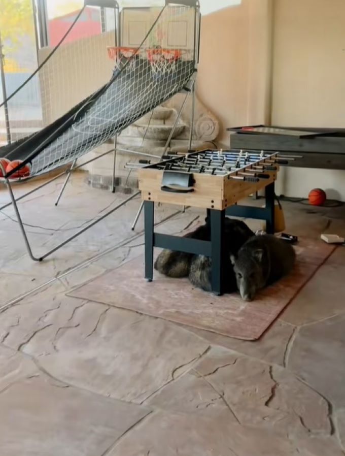 Arizona Woman Steps Into Her Sunroom And Finds Three Wild Visitors Resting Beneath Her Foosball Table