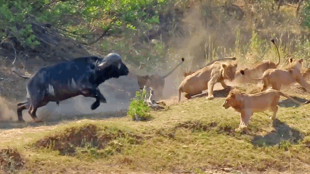 Lions Hunted Buffalo And Elephants Tried To Interfere