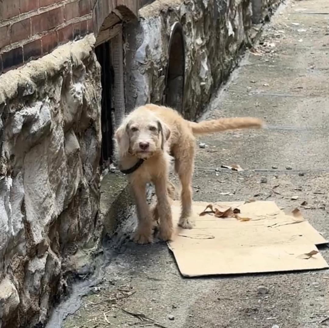 Pup Curled Up In Agony Behind Vacant House In Missouri Is Saved By Unexpected Hero